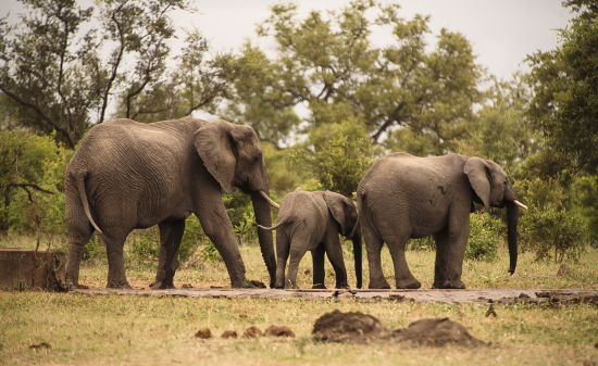 elefantes en Kruger National Park, Sudáfrica