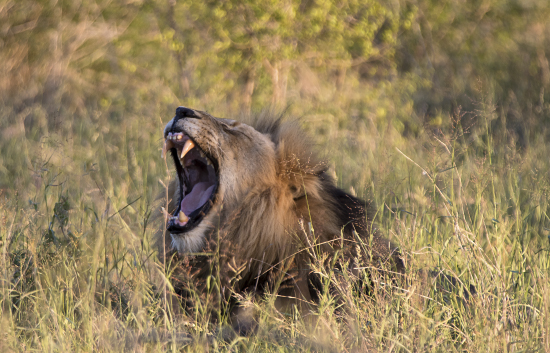 león en Kruger N.P. Sudáfrica