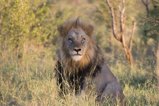 león macho Kruger N.P. Sudáfrica. Satara
