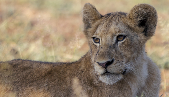 Foto cachorro de león Kruger N.P (Sudáfrica)