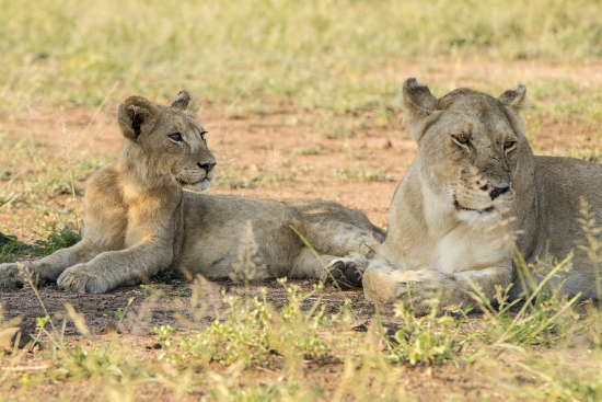 leona con cría en Kruger N.P. Sudáfrica