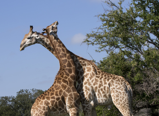 jirafas practicando necking en Kruger National Park, Sudáfrica