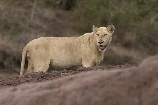 león blanco Kruger National Park, Sudáfrica