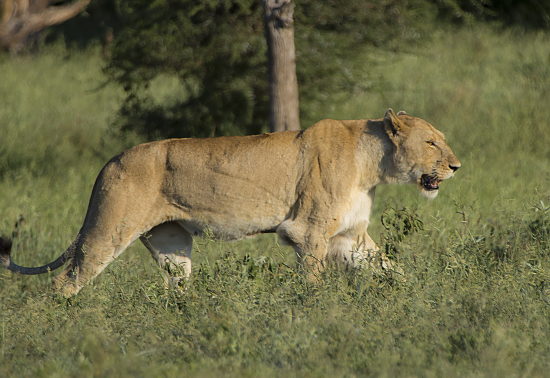 leona Kruger National Park. Sudáfrica. Satara