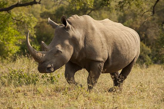 rinoceronte en Kruger N.P. Sudáfrica
