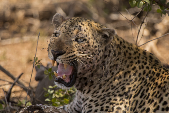 leopardo Kruger National Park, Sudáfrica