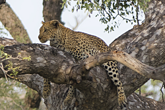 leopardo Kruger N.P. (Sudáfrica)
