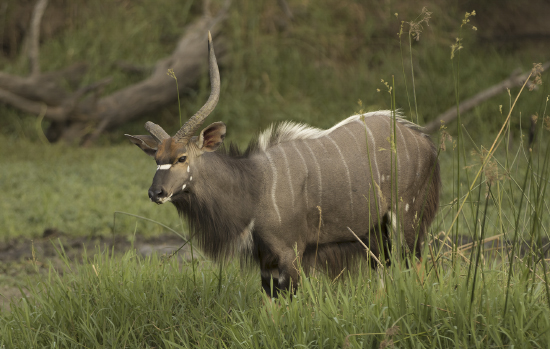 nyala lesionado, con un cuerno solo Kruger N.P. Sudáfrica