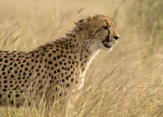 guepardo en Kruger National park, Sudáfrica