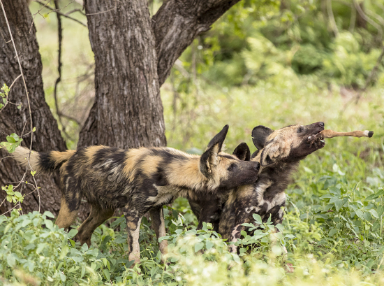 perros salvajes en acción, comiendo un impala en Kruger N.P. Sudáfrica