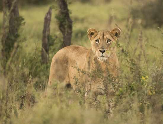 leona Sudáfrica. Kruger N.P.