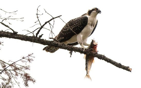 águila pescadora comiendo en Canadá