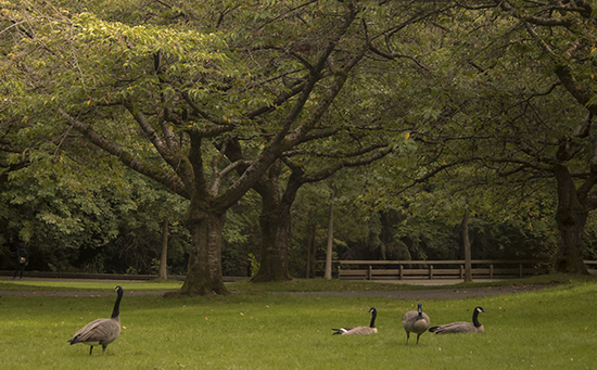 Visitar Stanley Park en Vancouver (Canadá)