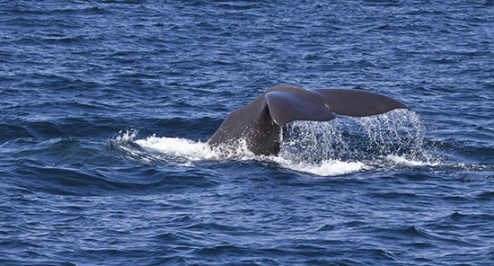 Calderón aguas del Estrecho de Gibraltar, avistamiento cetáceos Tarifa