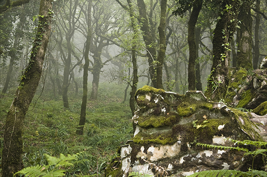 Bosque de niebla Parque Naturales de Los Alcornocales Algeciras Cádiz