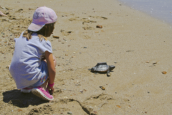Suelta de Tortugas en playa de Almería