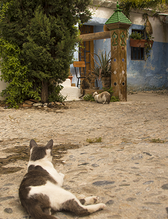 gatos en un rincón del barrio del albaicín granada