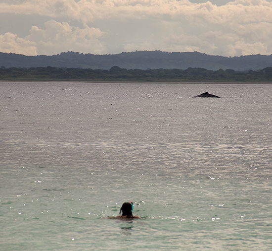 escuchar las ballenas en Azuero, panamá