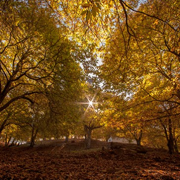 castañar de Pujerra, Málaga