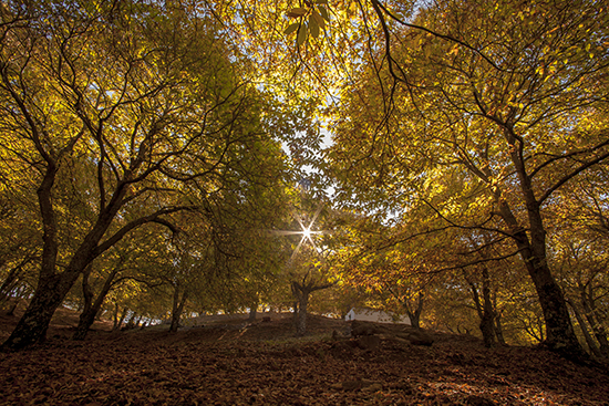 castañar de Pujerra, Málaga