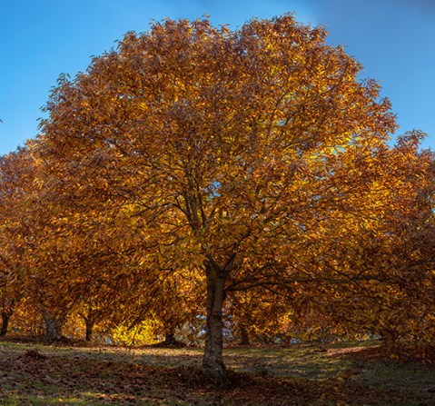 Castaño dorado en Pujerra, Málaga