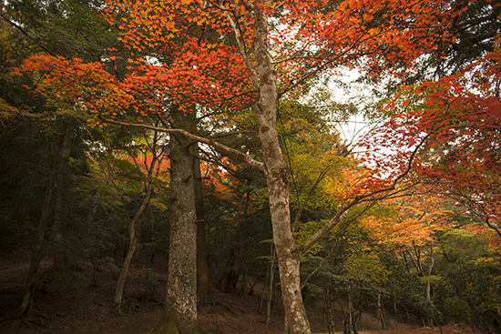 bosques en Japón