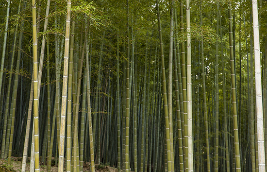 bosques de bambú Japón