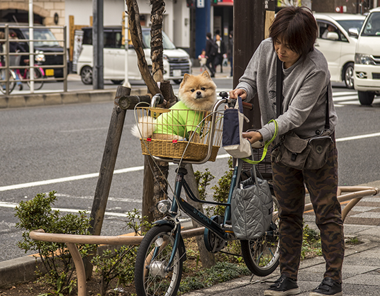 Perro pequeño vestido con una camiseta verde fosforito, colocado con cariño por su duela en la cesta de una bicicleta.