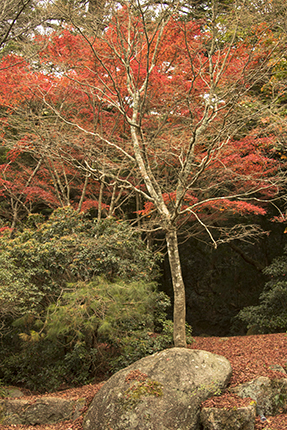 viajar a Japon en otoño