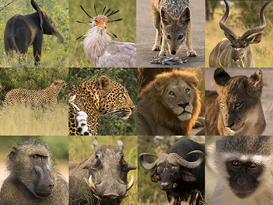 foto collage fauna Parque Nacional Kruger Te cuento de viajes