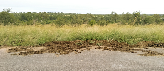 ver rinocerontes en Sudafrica