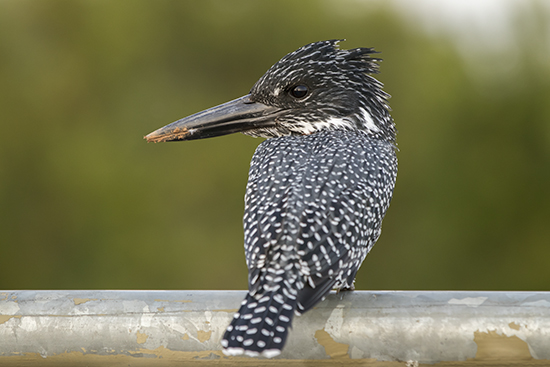 Aves en Kruger National Park Sudafrica