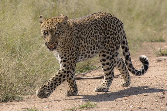 leopards in Kruger National Park Sudafrica