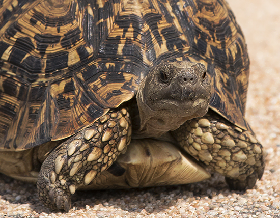 tortugas en Kruger National Park