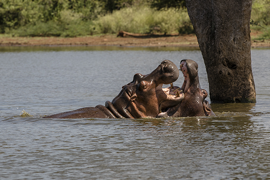 donde ver hipopótamos en Kruger N.P.