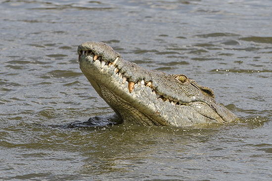 ver cocodrilos en Kruger National Park