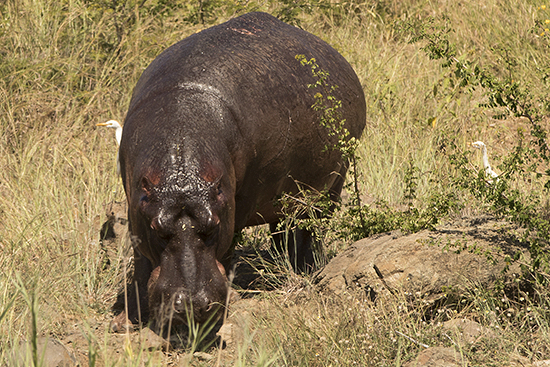 ver hipopótamos en Kruger National Park Sudafrica