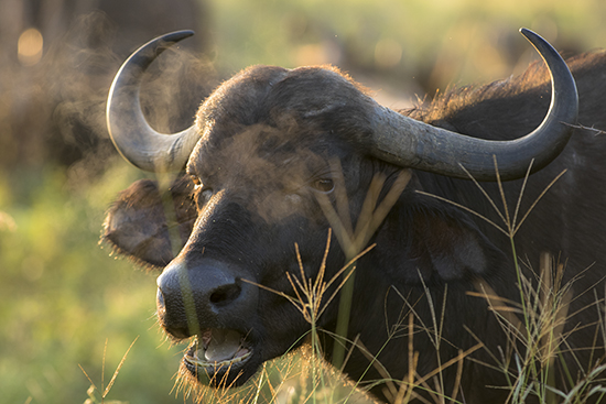 ver big fives en Kruger National park Sudafrica