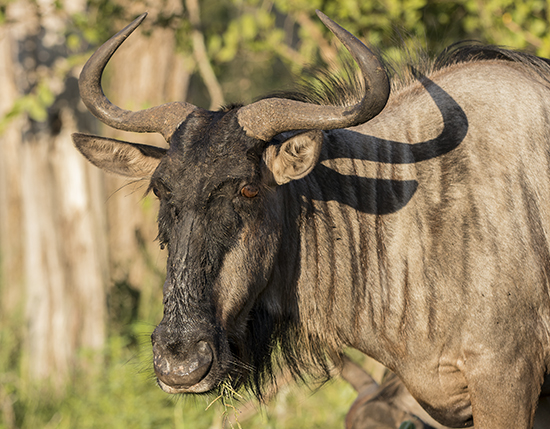 ver ñus en Kruger National Park Sudafrica