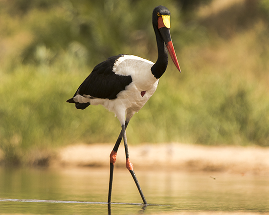 cigüeña ensillada de pico amarillo en Kruger National Park Sudafrica