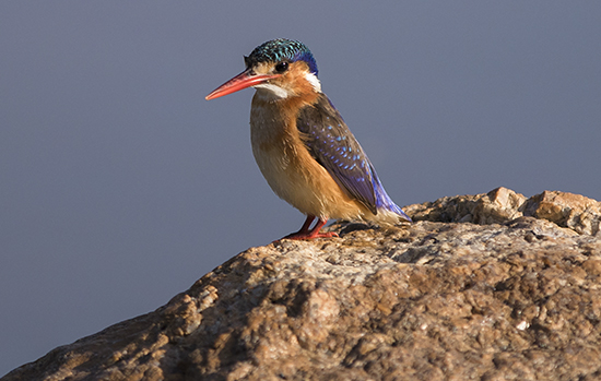 birds in Kruger National park Sudafrica