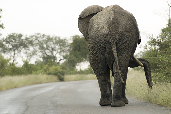 bulls elephants in Kruger N.P.