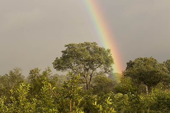 arcoiris en Kruger National Park Sudafrica
