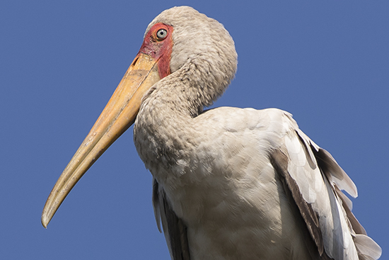 birds in Kruger N.P. Sudafrica