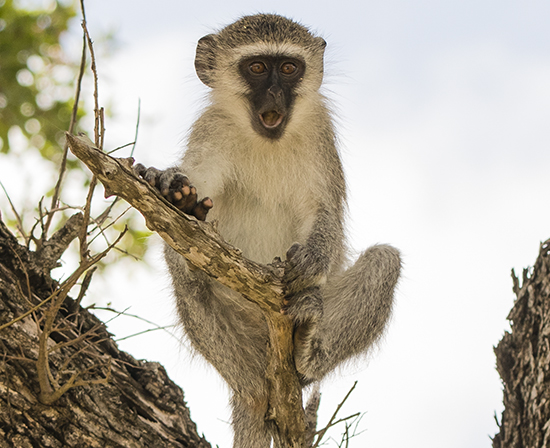 ver monos en Kruger National Park ververt en Sudafrica