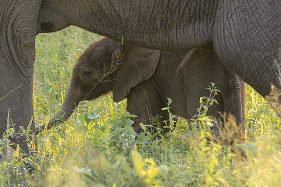 safari ver elefantes en Kruger N.P. Sudáfrica