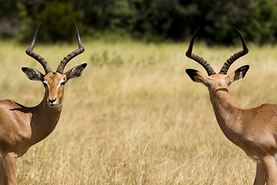ver impalas en Kruger National Park Sudafrica