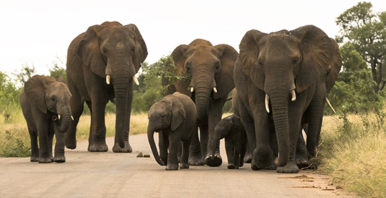 Avistar elefantes en Kruger N.P. Sudáfrica