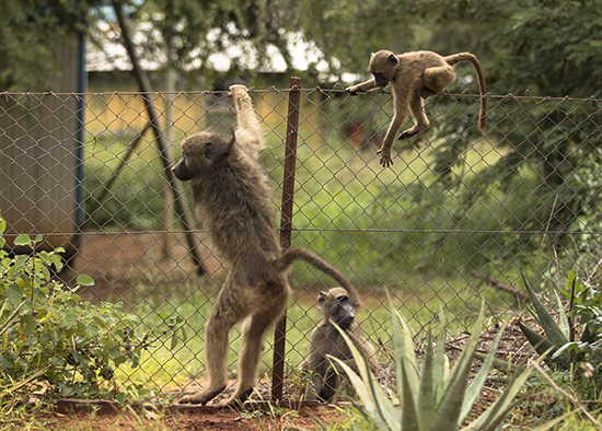 monos en campamentos de Kruger National Park Sudafrica