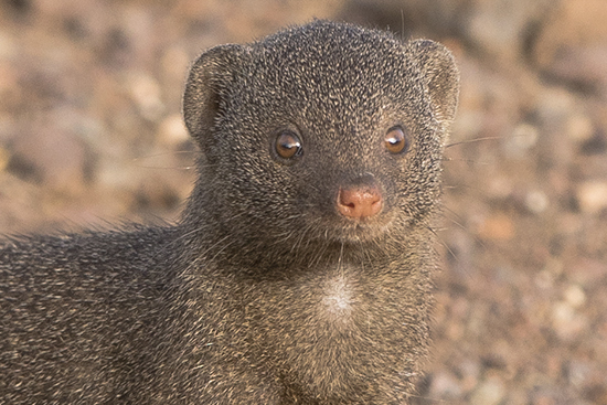 ver fauna en Kruger National Park Sudafrica mangostas